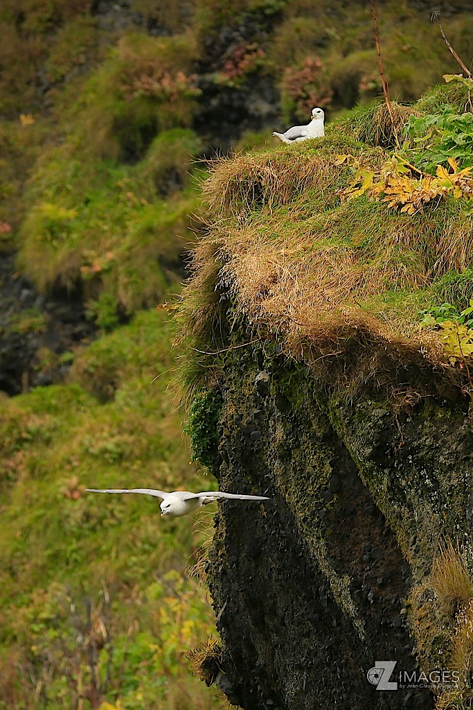 Mouettes tridactyles