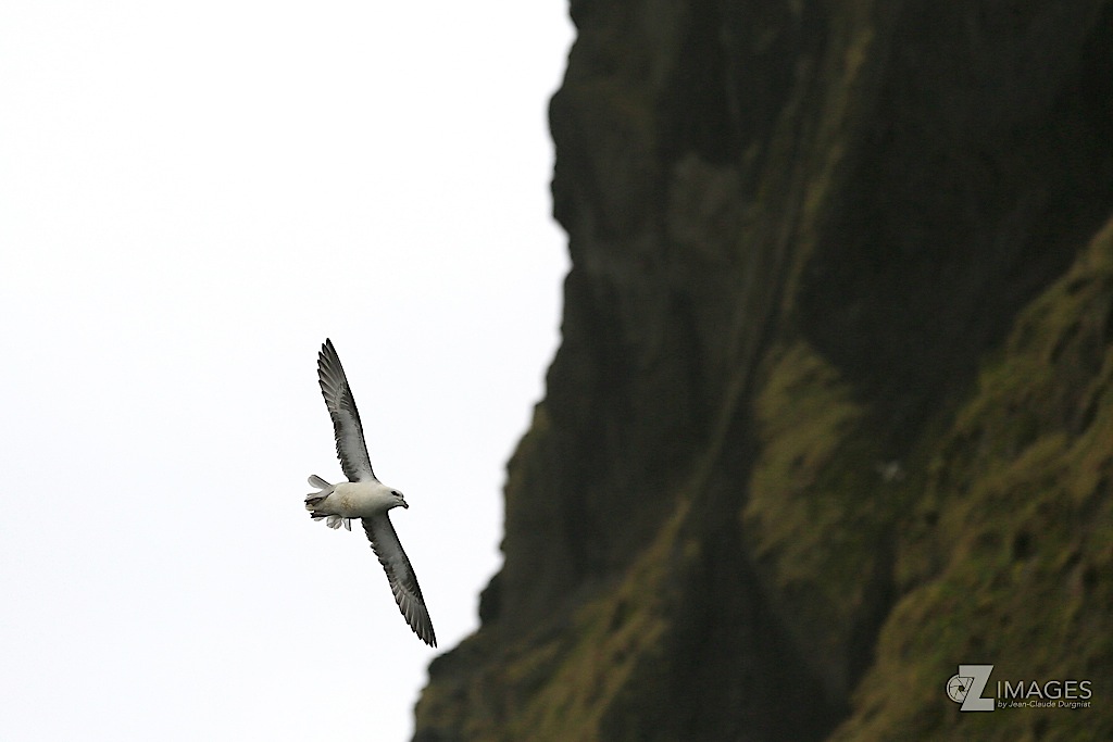 Mouette tridactyle
