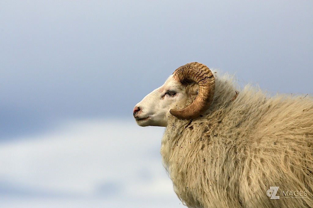 Ovis aries