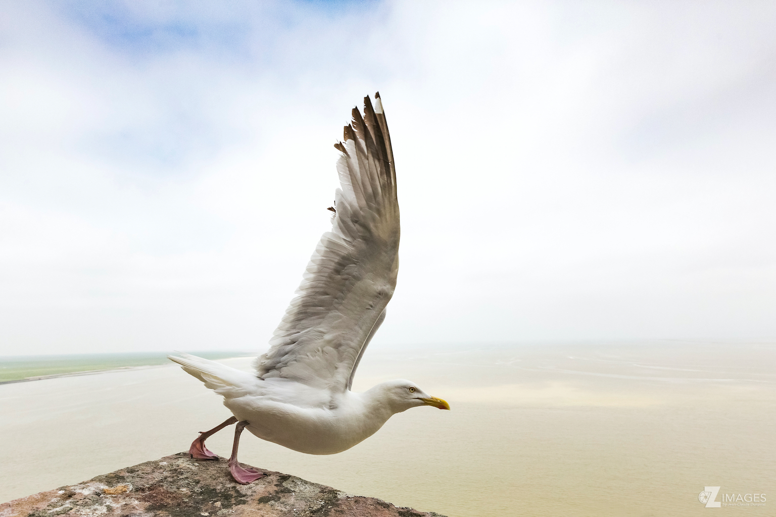 L'envol de la mouette