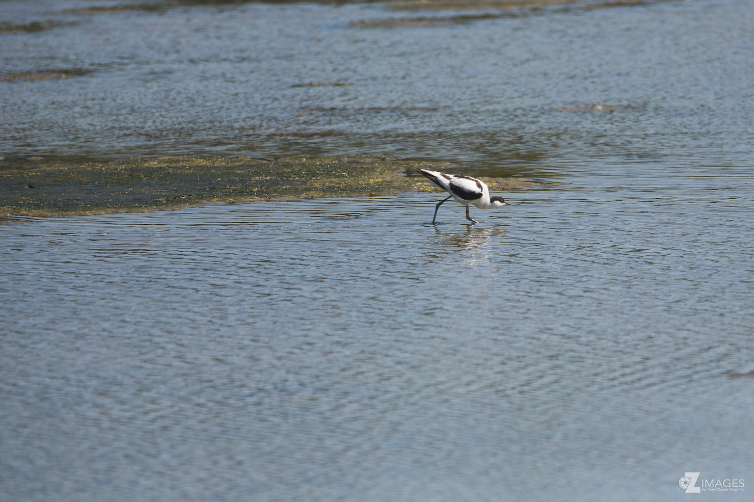 Avocette élégante