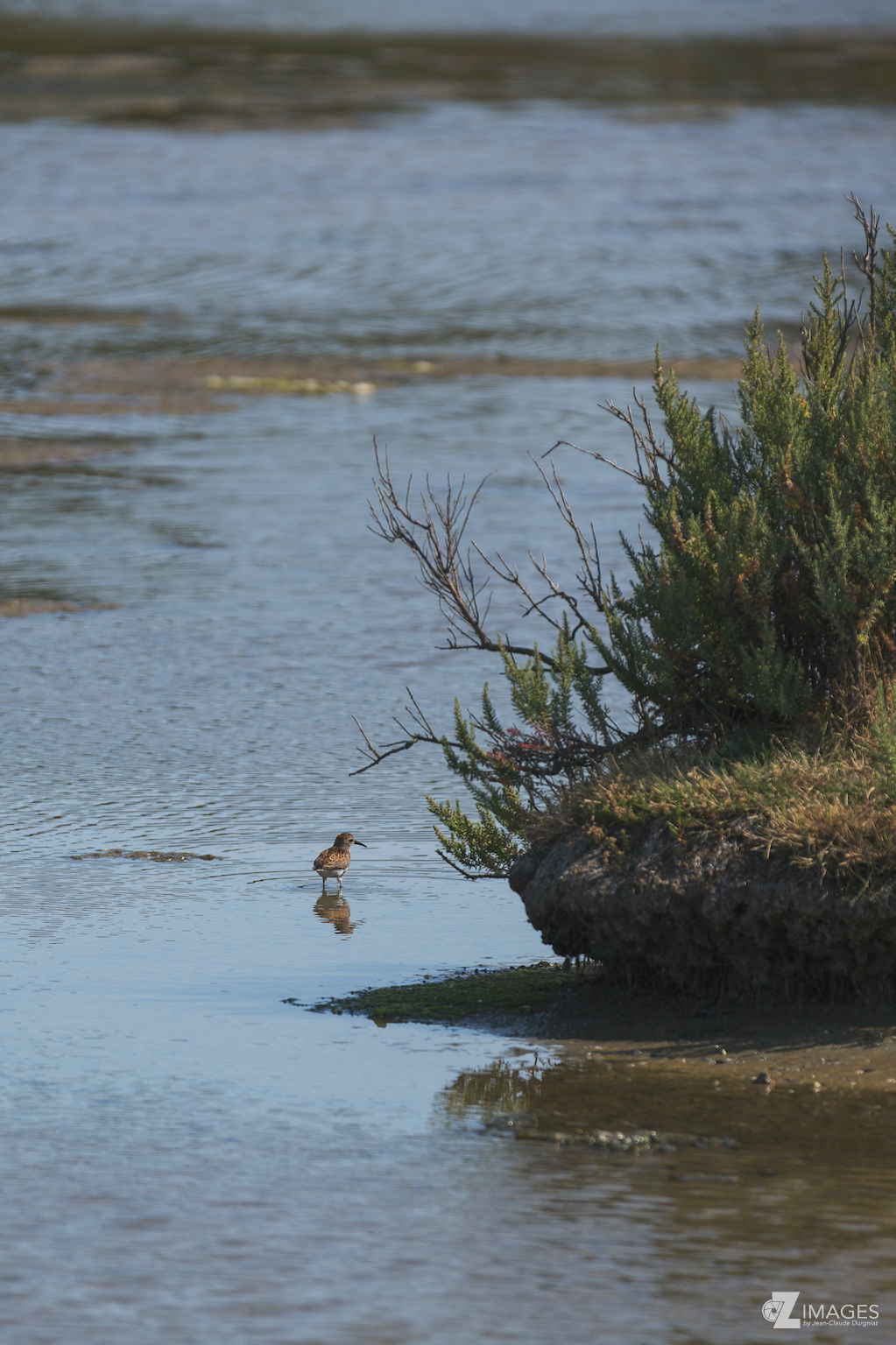 Bécasseau Variable