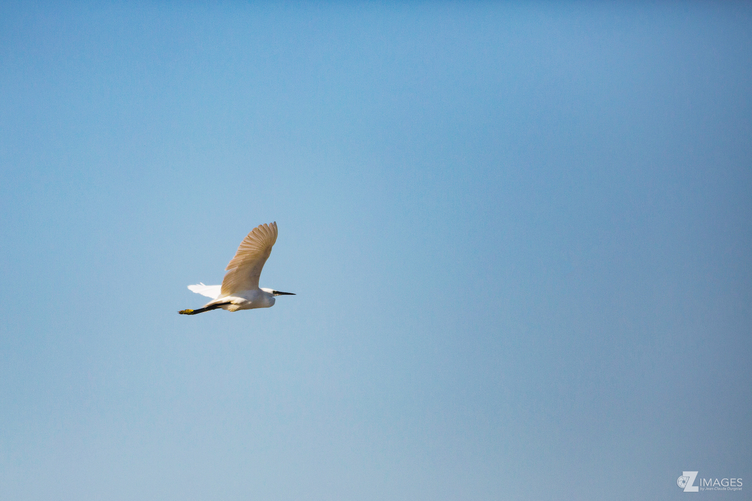 Et vole l'Aigrette Garzette