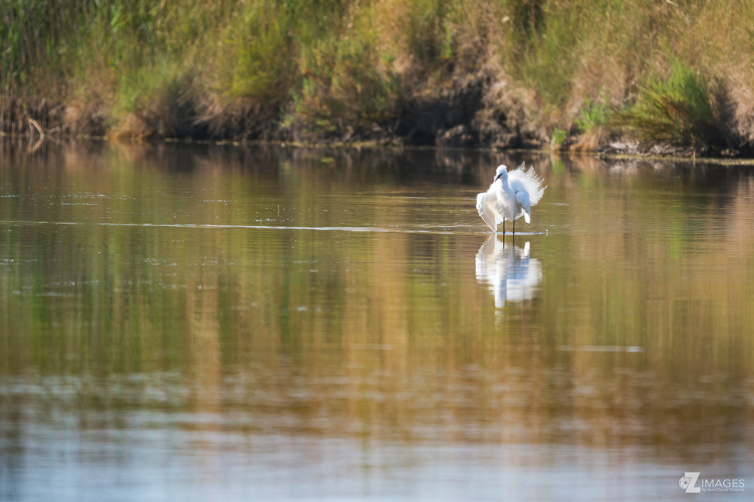 Aigrette Garzette