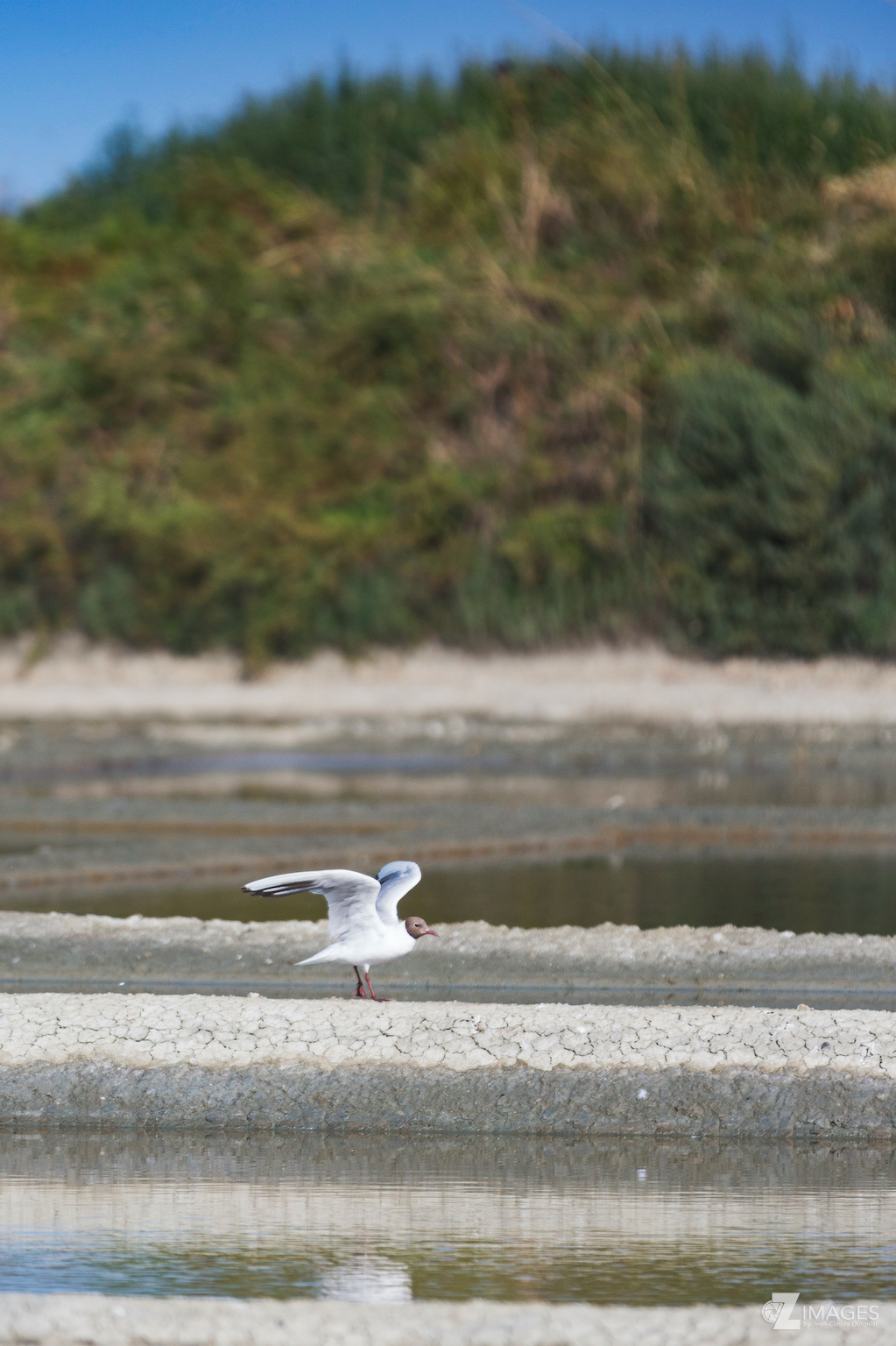 Mouette rieuse