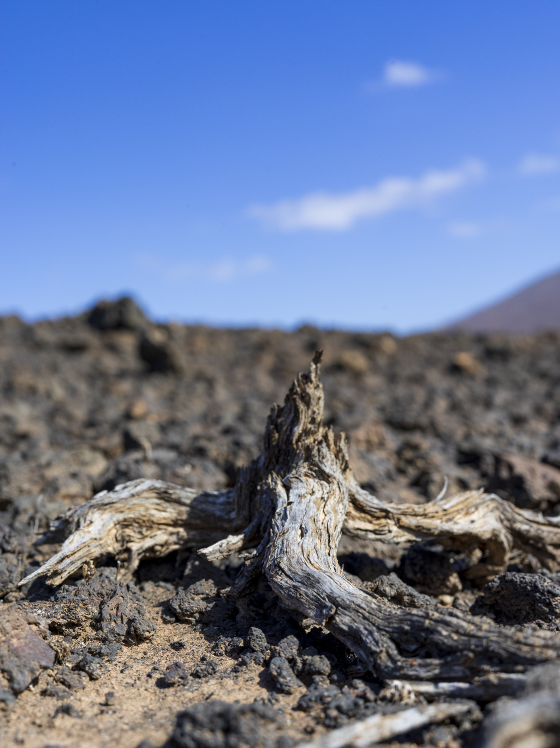Lanzarote 20211129 0732 web