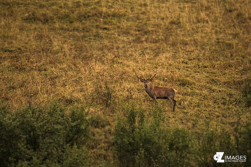 Cerf
