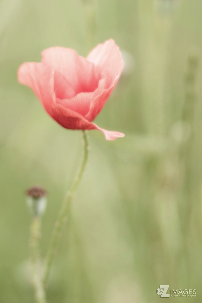 Coquelicot