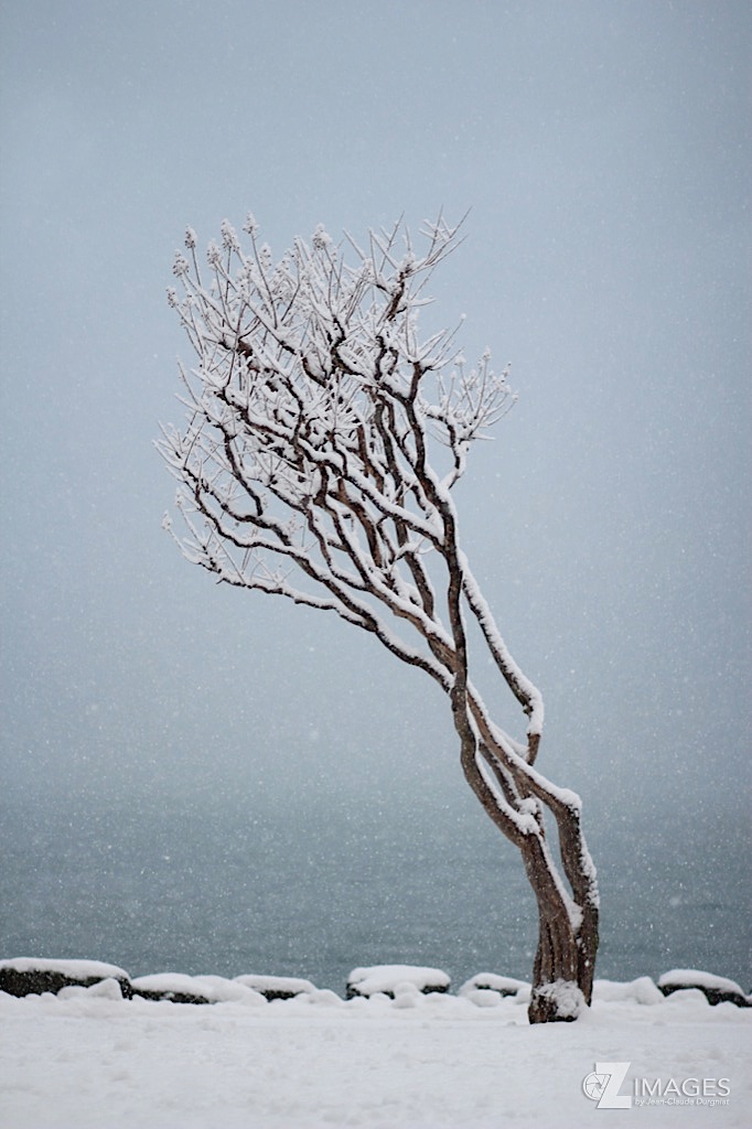 Arbre enneigé