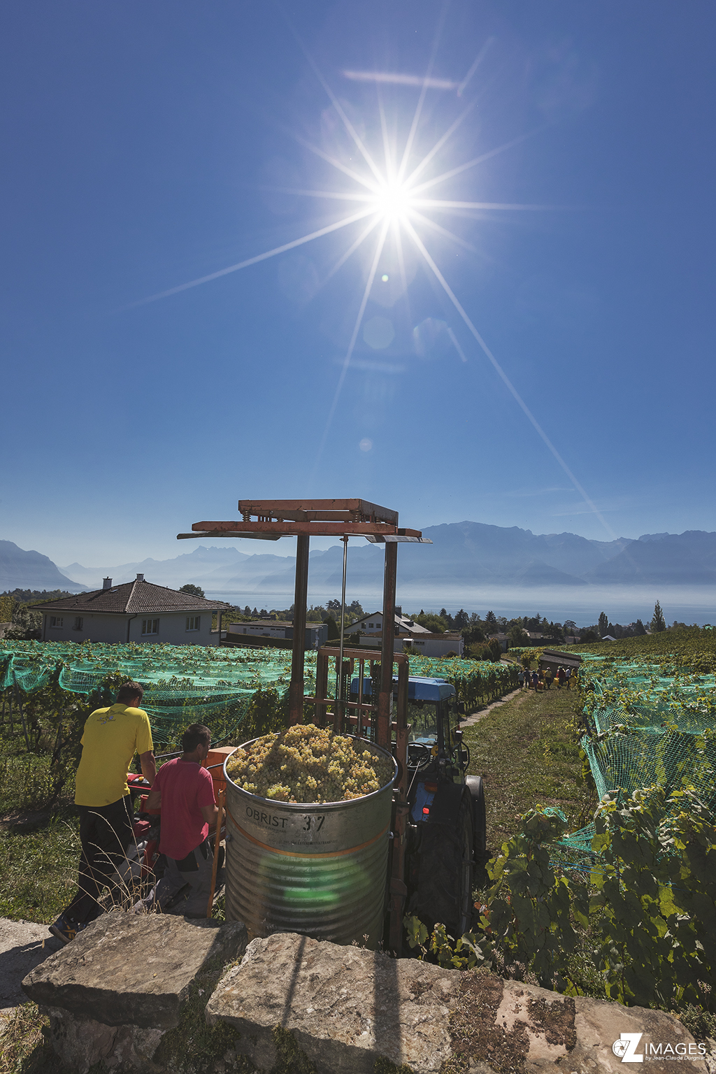 Les vendanges du domaine de La Doges