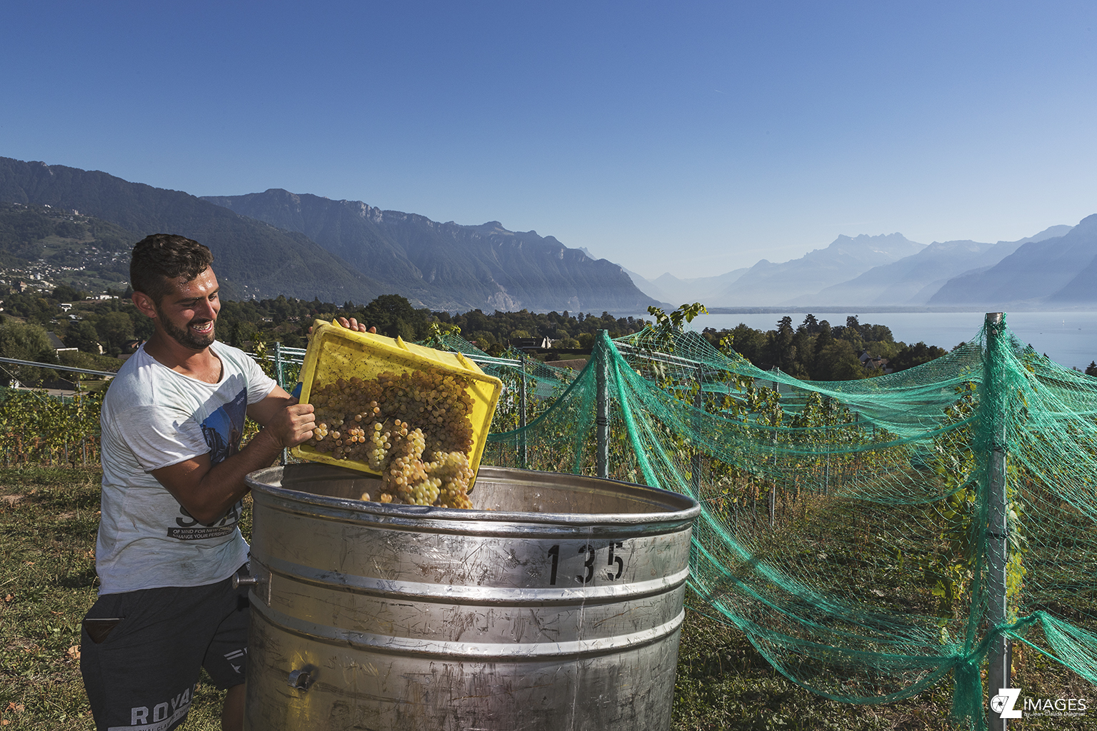 Les vendanges du domaine de La Doges